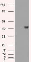 FKBP5 / FKBP51 Antibody (clone OTI3E9)