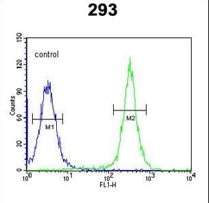 Polyclonal Rabbit anti-Human GSDMA Antibody (aa66-94, IHC, WB)