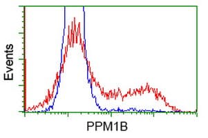 PPM1B Antibody (clone OTI3E10, Carrier-free)