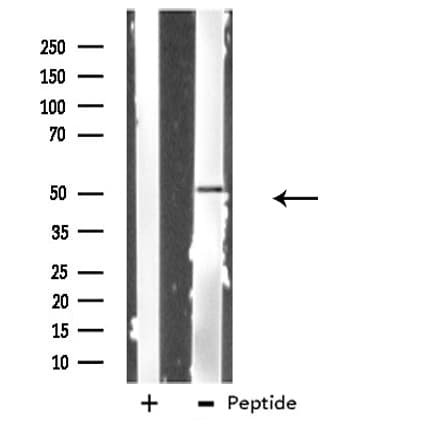 PRIM1 Antibody