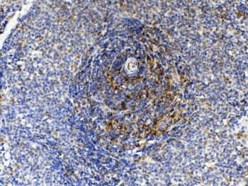 GAS6 Antibody