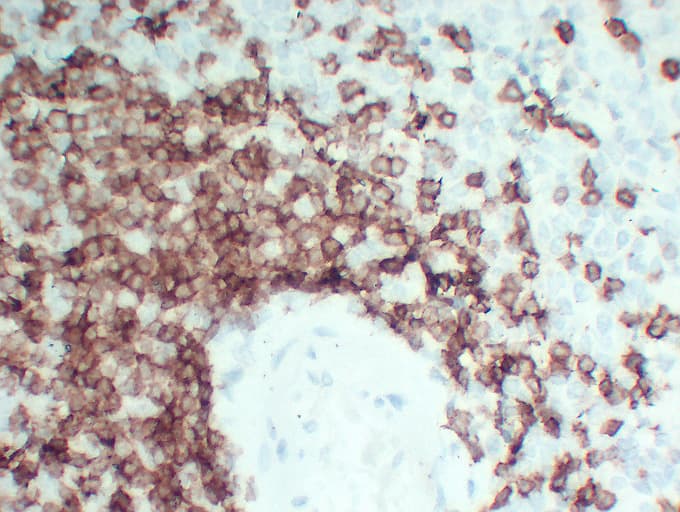 CD3E Antibody (clone ABT-CD3)