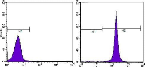 PathPlus™ CD44 Antibody (clone 8E2F3)
