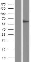 TTC26 Protein (Over-Expression Lysate Myc-DDK (Flag))