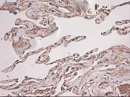 NTF3 / Neurotrophin 3 Antibody (clone OTI5C7)