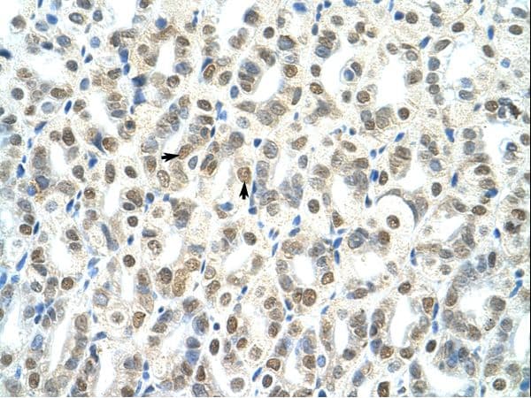 Polyclonal Rabbit anti-Mouse THG-1 / TSC22D4 Antibody (Biotin, aa23-72, IHC, WB)