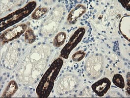 TRIM45 Antibody (clone OTI4F1)