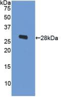 ODC1 / Ornithine Decarboxylase Antibody (aa15-259)