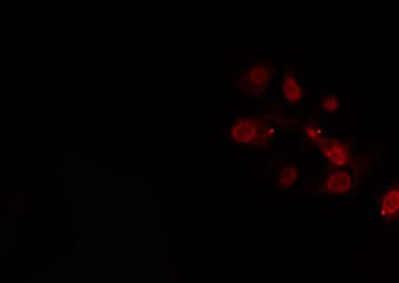 NOC2L Antibody