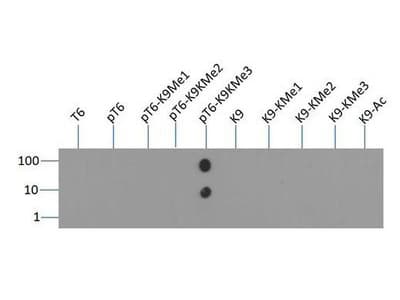 HIST3H3 Antibody (phospho-Thr6/Me3-Lys9)