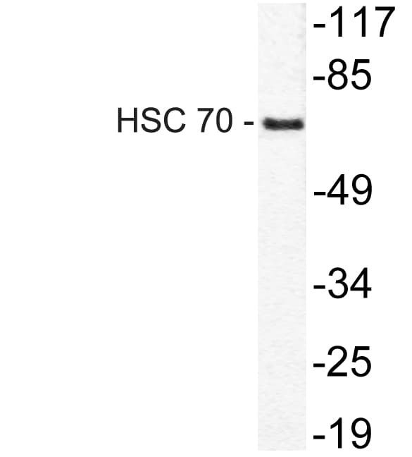 HSPA8 / HSC70 Antibody (aa202-251)