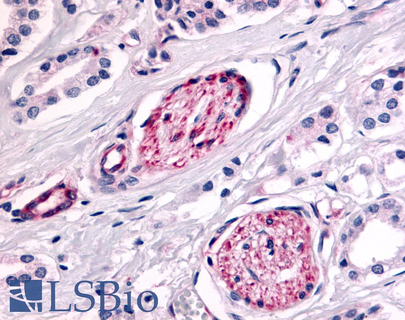 PathPlus™ PTPRE / PTP Epsilon Antibody (Cytoplasmic Domain)