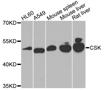 c-Src Kinase / CSK Antibody