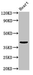 IHC-plus™ PRR11 Antibody