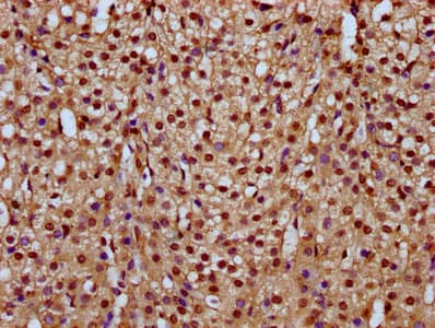 HIST1H4I Antibody