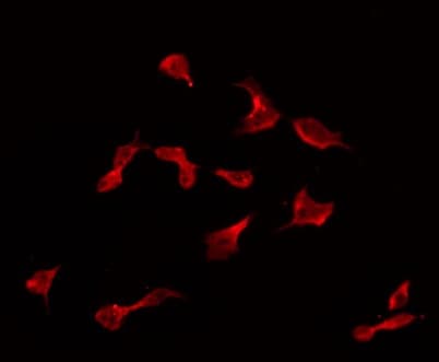 CPN2 Antibody