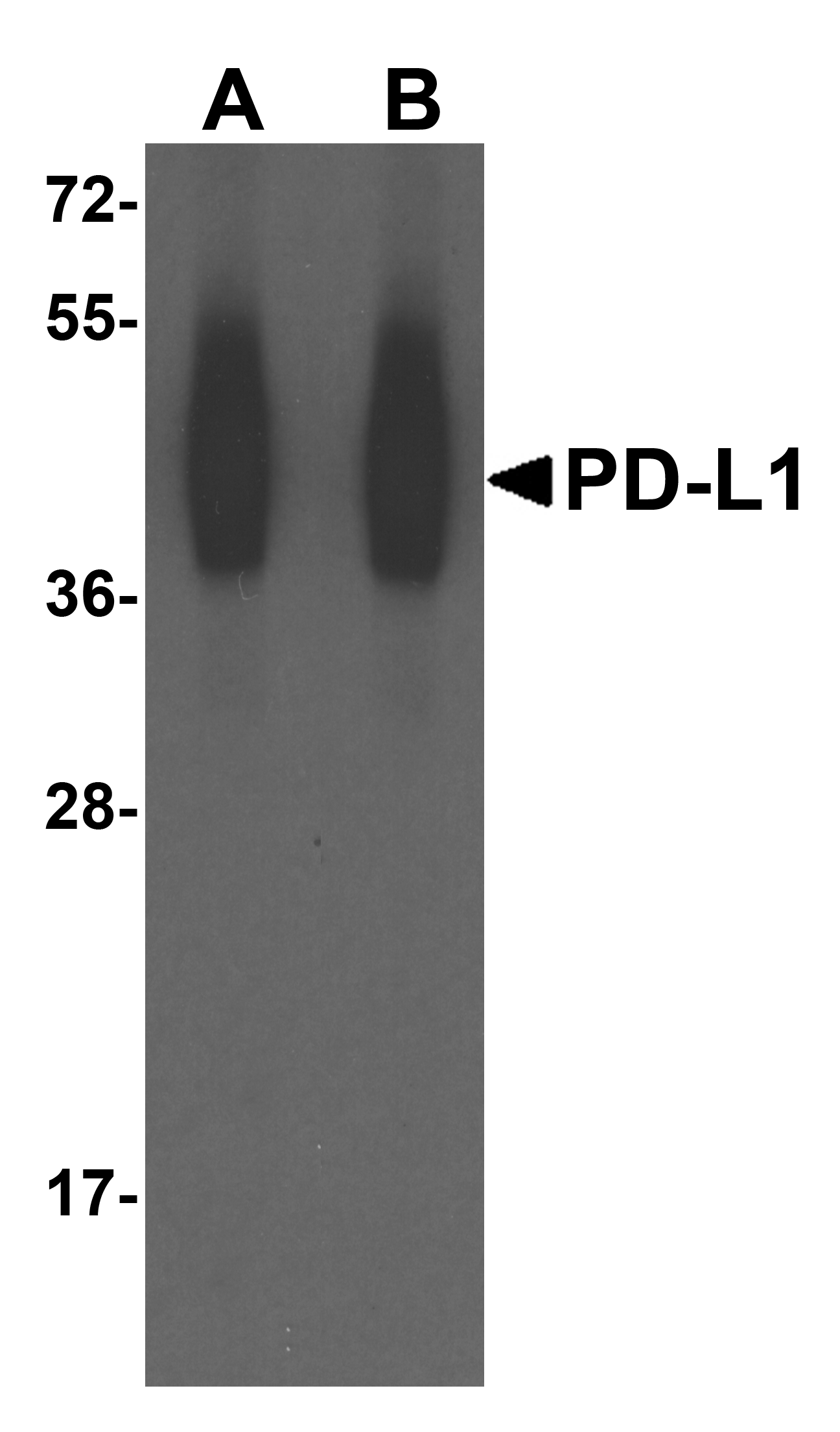 CD274 / B7-H1 / PD-L1 Antibody (clone 8E12)