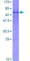Human TRIM13 Protein (Recombinant GST)