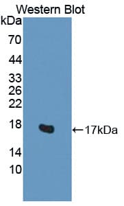 H2AFV Antibody (aa3-128, APC)