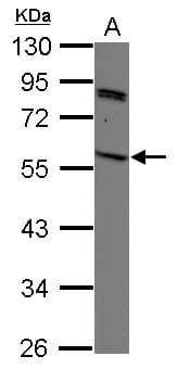 Polyclonal Rabbit anti-Human SIRPG Antibody (aa1-298, WB)