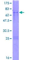 Human C3orf38 Protein (Recombinant GST)
