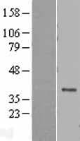 DEDD Protein (Over-Expression Lysate Myc-DDK (Flag))
