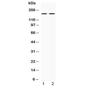 Polyclonal Rabbit anti-Mouse NOS1 / nNOS Antibody (WB)