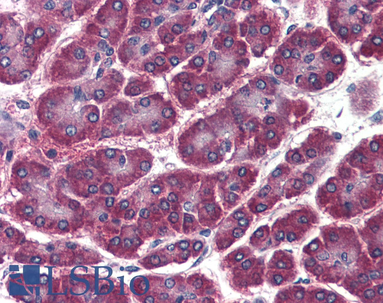 IHC-plus™ Monoclonal Mouse anti-Rat GOSR2 / Membrin Antibody (clone 4HAD6, IHC, WB)