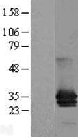 MPZL1 Protein (Over-Expression Lysate Myc-DDK (Flag))