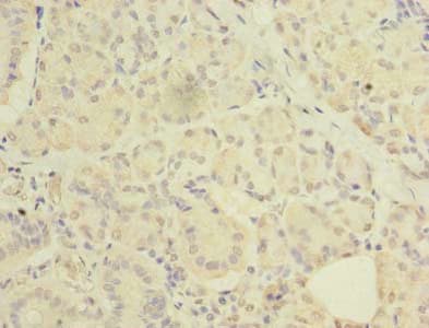 C20orf27 Antibody