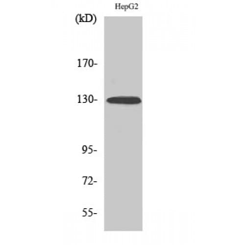 EPHA2 / EPH Receptor A2 Antibody (phospho-Tyr588)