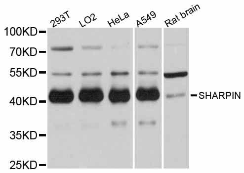 SHARPIN Antibody