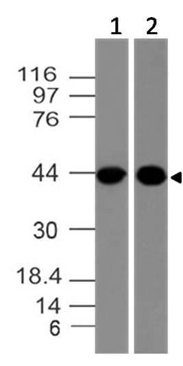 Monoclonal Mouse anti-Human CLEC9A Antibody (WB)