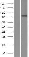 ZNF420 Protein (Over-Expression Lysate Myc-DDK (Flag))