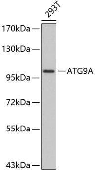 ATG9A Antibody