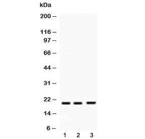 HRAS / H-Ras Antibody
