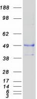 Human CD80 Protein (Recombinant Myc-DDK (Flag))