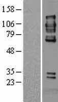 PTPRA / RPTP-Alpha Protein (Over-Expression Lysate Myc-DDK (Flag))
