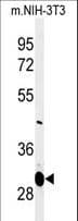 MAGT1 Antibody (aa44-71)