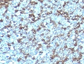 Monoclonal Mouse anti-Human ICAM3 / CD50 Antibody (clone SPM505, IHC, IF)