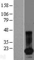 SPANXN4 Protein (Over-Expression Lysate Myc-DDK (Flag))