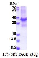 Human BRMS1 Protein (Recombinant)