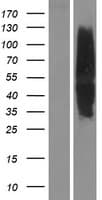 Human MC4R / Melanocortin 4 Receptor Protein (Over-Expression Lysate Myc-DDK (Flag))