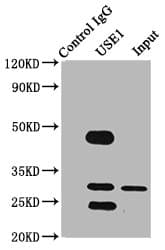 Polyclonal Rabbit anti-Human USE1 / p31 Antibody (IF, WB)