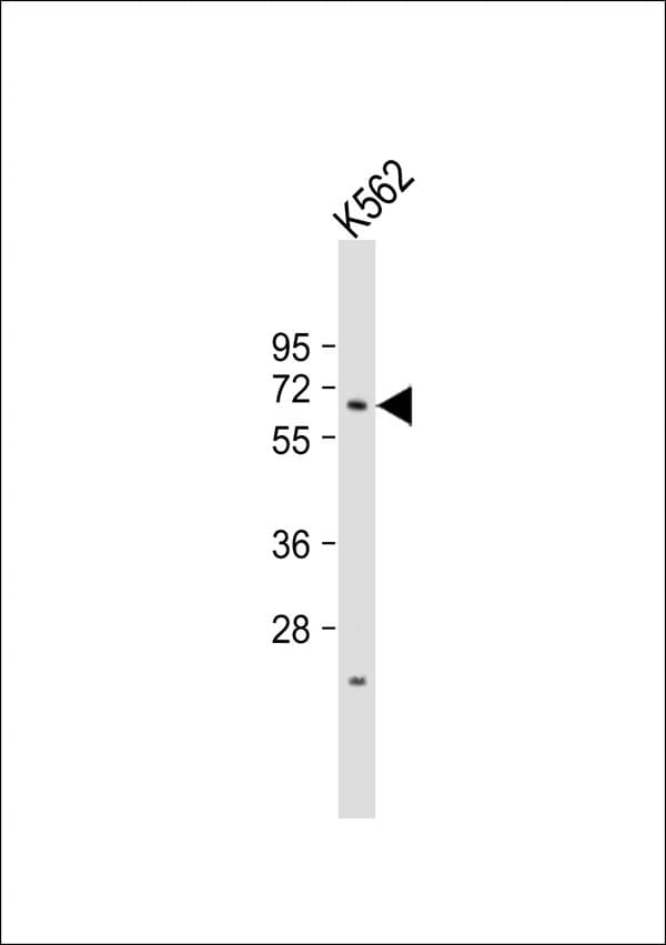 PHF1 Antibody