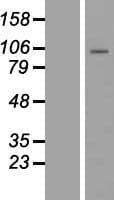 PCDHB1 Protein (Over-Expression Lysate Myc-DDK (Flag))