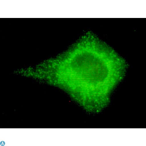 COXIV / COX4 Antibody