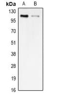 STRA6 Antibody