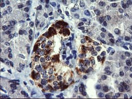 CHGA / Chromogranin A Antibody (clone OTI1G3)