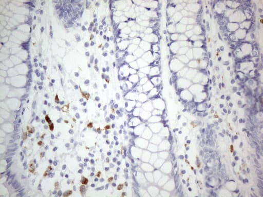 ZNF217 Antibody (aa730-1048, clone OTI2B1)